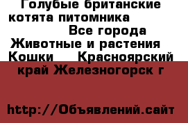 Голубые британские котята питомника Silvery Snow. - Все города Животные и растения » Кошки   . Красноярский край,Железногорск г.